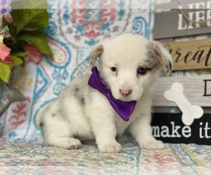 Pembroke Welsh Corgi Puppy for sale in LANCASTER, PA, USA