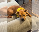 Small #4 American Pit Bull Terrier Mix
