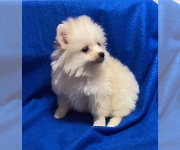 Medium Photo #2 Pomeranian Puppy For Sale in DENVER, CO, USA