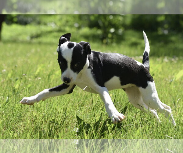 Medium Photo #7 Shepradors Puppy For Sale in Mechanicsburg, PA, USA