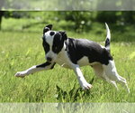 Small #6 Shepradors
