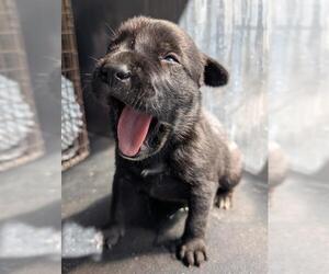 American Staffordshire Terrier-Unknown Mix Dogs for adoption in San Antonio, TX, USA