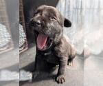 Small American Staffordshire Terrier Mix