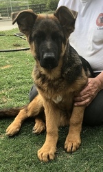 German Shepherd Dog Puppy for sale in CARTERSVILLE, GA, USA