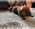 Small #2 Australian Shepherd-Plott Hound Mix