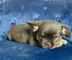 Small #3 French Bulldog