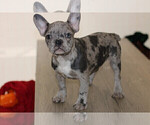 Puppy 3 French Bulldog