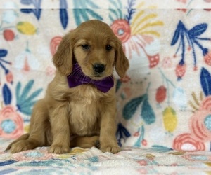 Golden Retriever Puppy for sale in LANCASTER, PA, USA