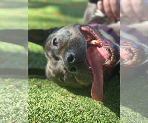 Medium Photo #4 American Pit Bull Terrier Puppy For Sale in Pompano Beach , FL, USA
