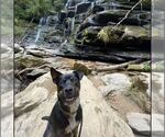 Small Australian Shepherd Mix