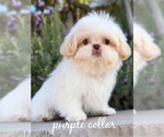Small #1 Shih Tzu