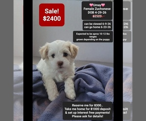 Havanese-Zuchon Mix Puppy for sale in TUCSON, AZ, USA