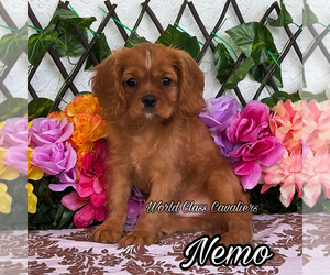 Cavalier King Charles Spaniel Puppy for sale in MIAMI, FL, USA