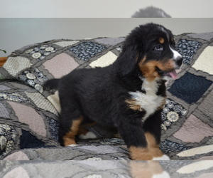 Medium Bernese Mountain Dog