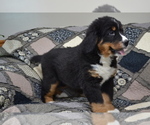 Puppy Opal Bernese Mountain Dog