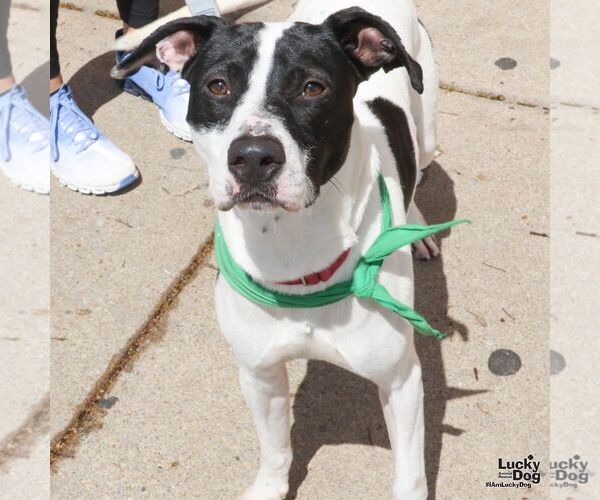 Medium Photo #3 Lab-Pointer Puppy For Sale in Washington, DC, USA