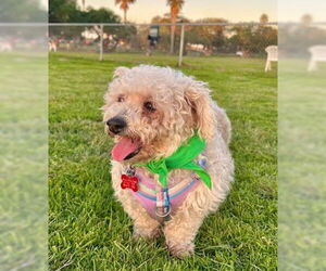 Poodle (Miniature) Dogs for adoption in San Diego, CA, USA