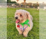 Small Poodle (Miniature)
