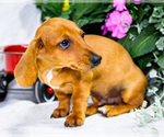Small #3 Dachshund