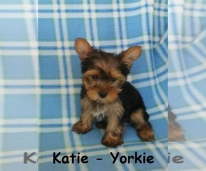 Yorkshire Terrier Puppy for sale in CLARKRANGE, TN, USA
