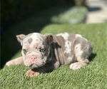 Small Photo #2 English Bulldog Puppy For Sale in PHILADELPHIA, PA, USA