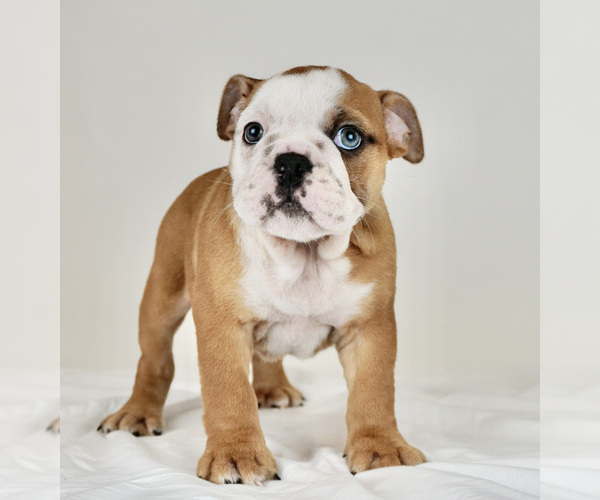 Medium Photo #3 Bulldog Puppy For Sale in NAPPANEE, IN, USA