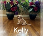 Puppy Kelly Beagle