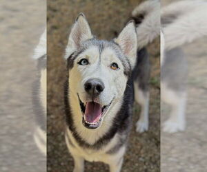 Medium Siberian Husky