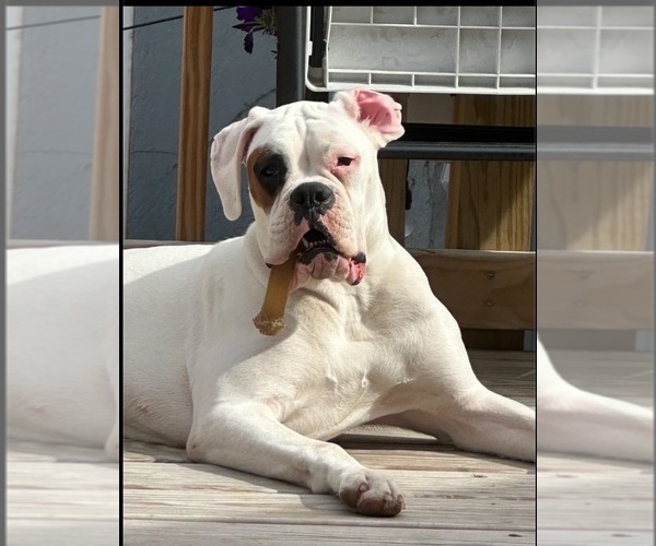 Medium Photo #1 Boxer Puppy For Sale in ALLEGHENY, PA, USA