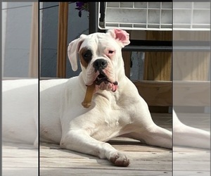 Mother of the Boxer puppies born on 01/08/2026