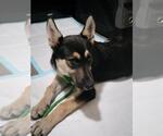 Small Siberian Husky Mix