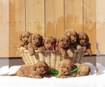 Small Photo #2 Labradoodle-Poodle (Miniature) Mix Puppy For Sale in BIRD IN HAND, PA, USA