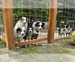 Small Photo #49 Border Collie Puppy For Sale in MOSIER, OR, USA