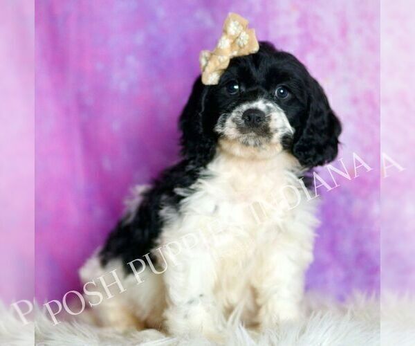 Medium Photo #8 Cavapoo (Miniature) Puppy For Sale in WARSAW, IN, USA