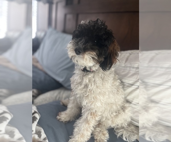 Medium Photo #1 Bernedoodle (Miniature) Puppy For Sale in GREENSBORO, NC, USA