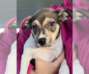 American Pit Bull Terrier-Unknown Mix Dogs for adoption in MIDWAY, UT, USA