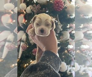 Cocker Spaniel Puppy for sale in POUNDING MILL, VA, USA