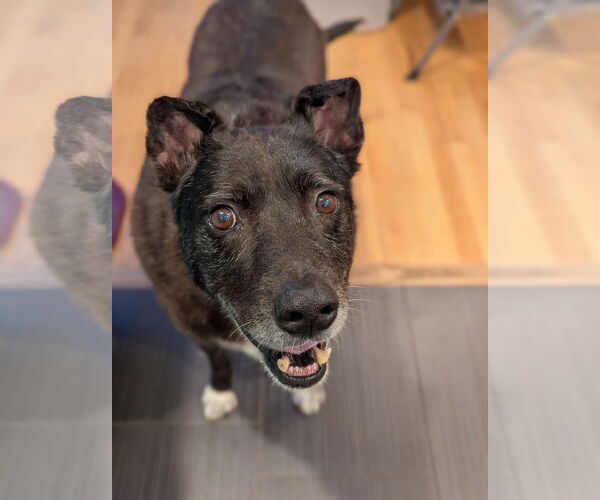 Medium Photo #5 Mutt Puppy For Sale in Aurora, CO, USA