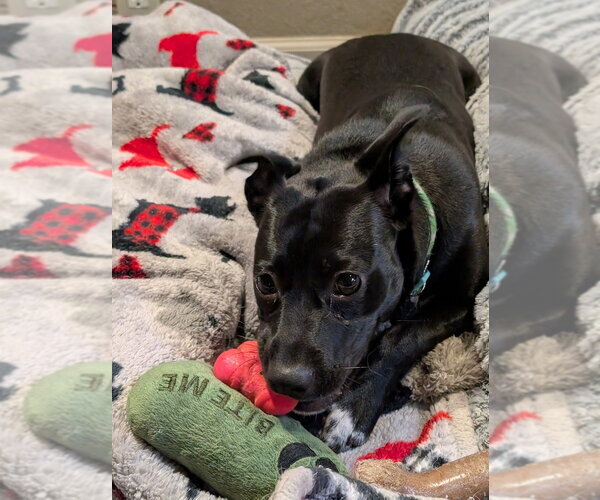 Medium Photo #4 Mountain Cur-Unknown Mix Puppy For Sale in Boston, MA, USA