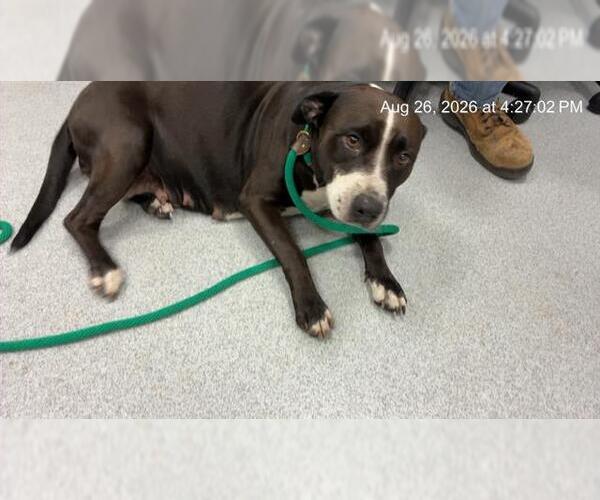 Medium Photo #1 American Pit Bull Terrier Puppy For Sale in Ocala, FL, USA