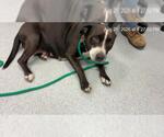 Small American Pit Bull Terrier