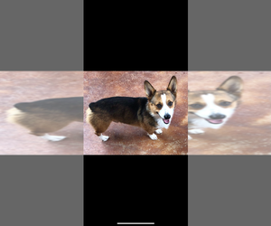 Father of the American Corgi puppies born on 12/05/2025