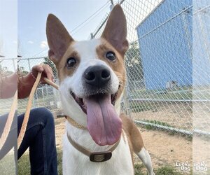 Jack Russell Terrier Dogs for adoption in Washington, DC, USA