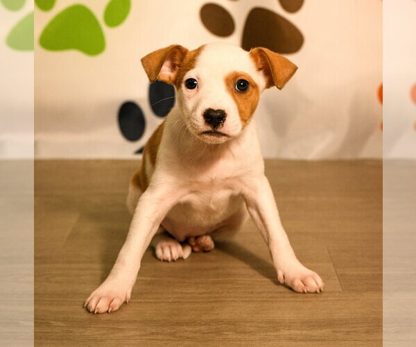 Medium Photo #8 Mutt Puppy For Sale in Brooklyn Center, MN, USA
