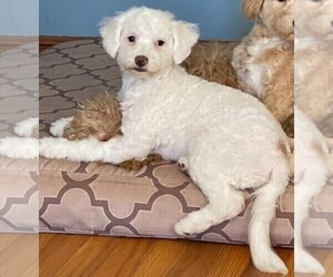 Poochon Puppy for Sale in STAFFORD SPRINGS, Connecticut USA