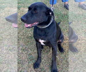 Labrador Retriever Dogs for adoption in LOGANVILLE, GA, USA