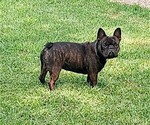 Small French Bulldog