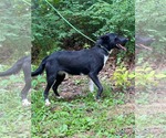 Small #4 Mutt