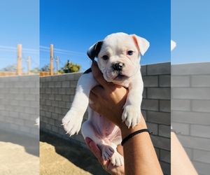 Olde English Bulldogge Puppy for sale in BAKERSFIELD, CA, USA