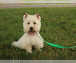 Image preview for Ad Listing. Nickname: Boris
